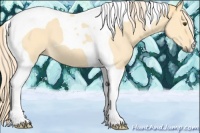Horse Color:Palomino Dun Tobiano 