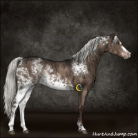 Horse Color:White Spotted Liver Red Dun Ice Mushroom Sabino Rabicano 