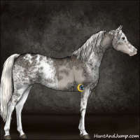 Horse Color:White Spotted Liver Red Dun Ice Mushroom Appaloosa Brindle 