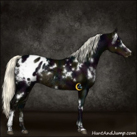 Horse Color:White Spotted Midnight Liver Chestnut Ice Mushroom Sabino Appaloosa Rabicano