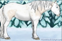 Horse Color:Cremello Splash Tobiano Appaloosa 