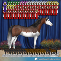 Horse Color:Brown Splash Rabicano