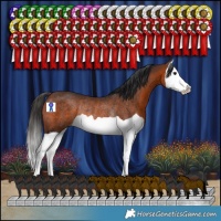 Horse Color:Brown Splash Rabicano