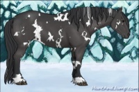 Horse Color:White Spotted Black 