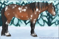 Horse Color:White Spotted Bay Sabino