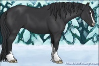 Horse Color:Black Sabino 