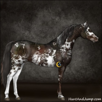 Horse Color:White Spotted Liver Chestnut Ice