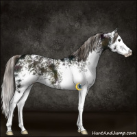 Horse Color:White Spotted Midnight Chocolate Palomino Ice Onyx Sabino Splash 