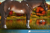 Horse Color:White Spotted Liver Chestnut Tobiano 
