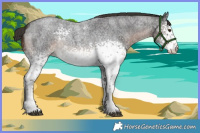 Horse Color:White Spotted Liver Red Roan Rabicano 