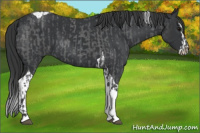 Horse Color:Blue Roan Tobiano  and Black Splash Tobiano 