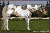 Horse Color:White Spotted Chocolate Palomino Mushroom Tobiano