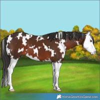 Horse Color:White Spotted Liver Chestnut Splash 