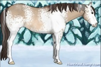 Horse Color:White Spotted Brown Dun Sabino Appaloosa Rabicano