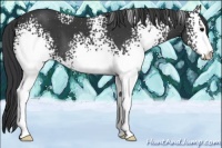 Horse Color:White Spotted Black Sabino 