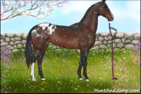 Horse Color:Brown Appaloosa 
