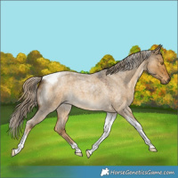 Horse Color:Chocolate Palomino Roan Dun Tobiano 