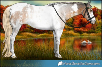 Horse Color:Chocolate Palomino Sabino Tobiano Rabicano 