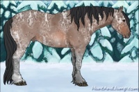 Horse Color:Bay Ice 