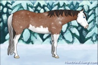 Horse Color:Bay Splash 