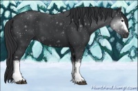 Horse Color:White Spotted Black 