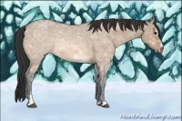 Horse Color:Bay Ice Dun Sabino 