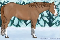 Horse Color:Red Roan Splash 