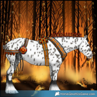 Horse Color:Grullo Appaloosa 