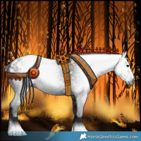 Horse Color:Gray Black Appaloosa 