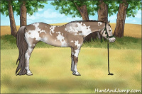 Horse Color:White Spotted Liver Red Dun Sabino 