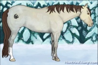 Horse Color:Classic Champagne Ice Dun Appaloosa 