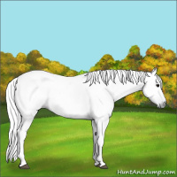 Horse Color:Gray Black 
