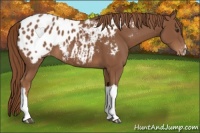 Horse Color:Chestnut Appaloosa 
