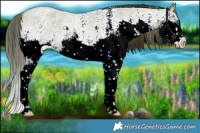 Horse Color:Plaid  White Spotted Liver Red Dun Roan Splash 