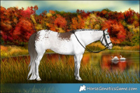 Horse Color:White Spotted Liver Chestnut Splash 