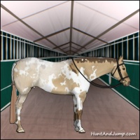 Horse Color:White Spotted Chocolate Palomino Dun 