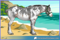 Horse Color:White Spotted Liver Chestnut Sabino 