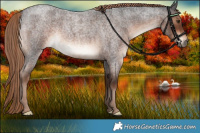Horse Color:White Spotted Liver Red Roan 