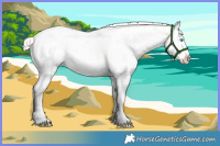 Horse Color:White Spotted Cremello Sabino