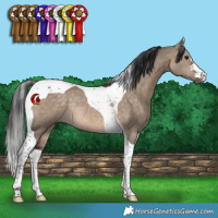 Horse Color:Brown Dun Tobiano Rabicano 