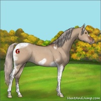 Horse Color:Silver Brown Dun Tobiano Frame 