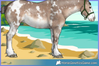 Horse Color:White Spotted Liver Red Dun Sabino Brindle 