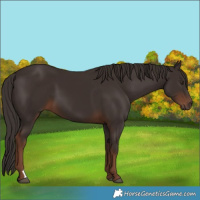 Horse Color:Liver Chestnut 
