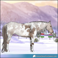 Horse Color:White Spotted Liver Red Dun Roan Brindle