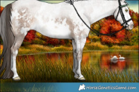 Horse Color:White Spotted Liver Red Dun Sabino Rabicano Brindle 