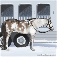 Horse Color:White Spotted Liver Red Dun 