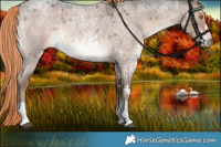 Horse Color:Liver Red Dun Roan Sabino Rabicano