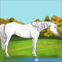 Horse Color:White Spotted Chocolate Palomino Tobiano Varnish 