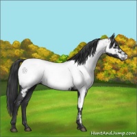 Horse Color:Black Appaloosa 