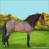 Horse Color:Brown Roan Appaloosa 
